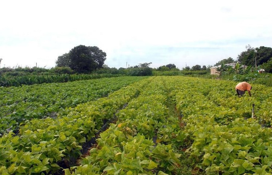 APOIO: CMN eleva limites de financiamento para a agricultura familiar