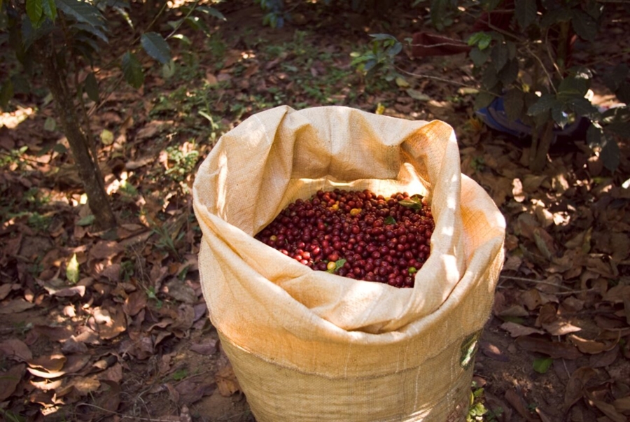 8º CONCAFÉ: Governo do Estado divulga resultados da categoria qualidade do café