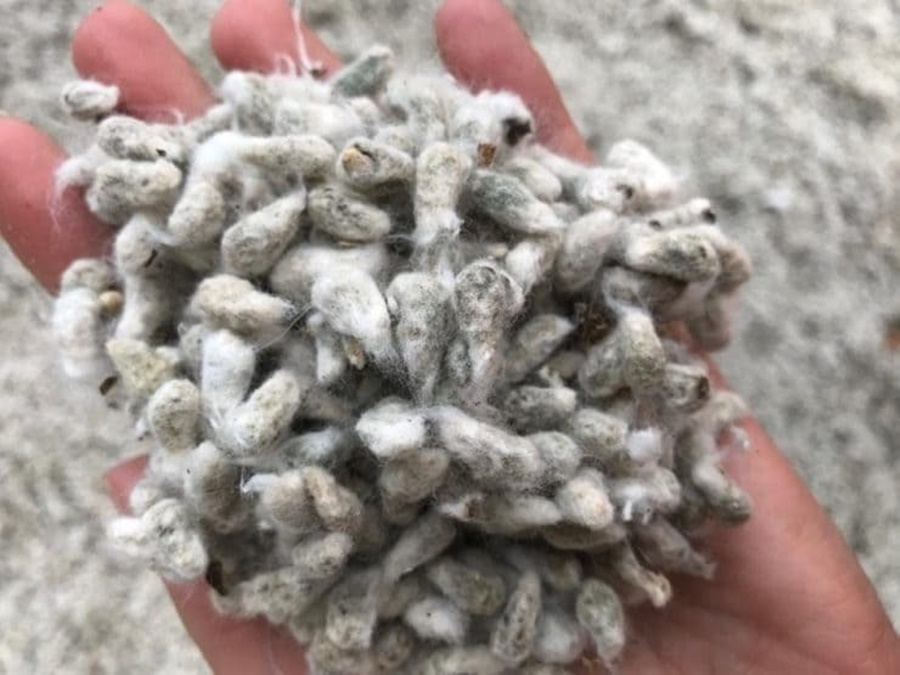 NOVIDADE: Lançado caroço de algodão compactado para nutrição animal
