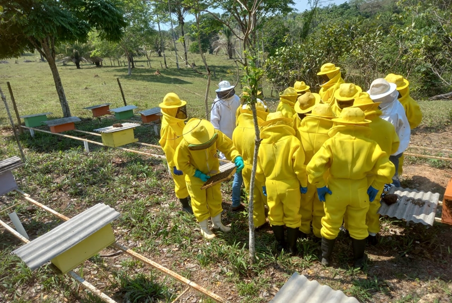 APICULTURA: Curso de capacitação para o manuseio e transformação de cera de abelha