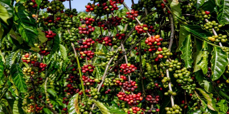 AGRONEGÓCIO: Produtores começam a colher café em Rondônia