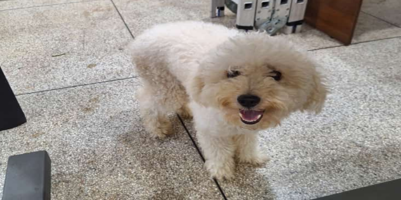 É SEU?: Cachorrinho poodle encontrado na zona Leste da capital