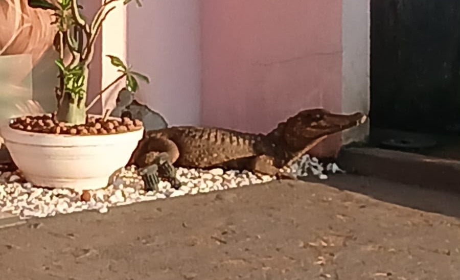 JACARÉ NA GAIOLA: Populares capturam animal no Nova Esperança e reclamam de demora dos Bombeiros