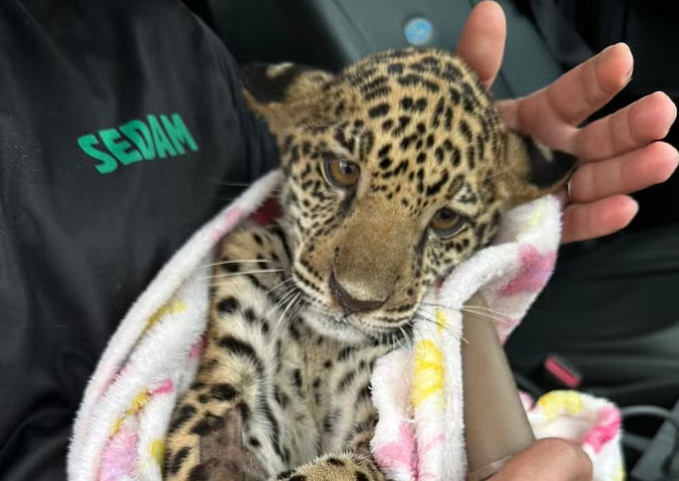 DESNUTRIÇÃO SEVERA: Morre filhote de onça-pintada resgatado em RO