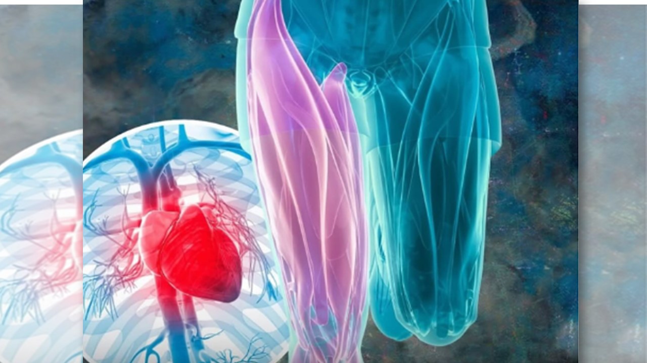  PERNUDOS: Pesquisa mostra que coxas grossas salvam vidas diminuindo riscos 