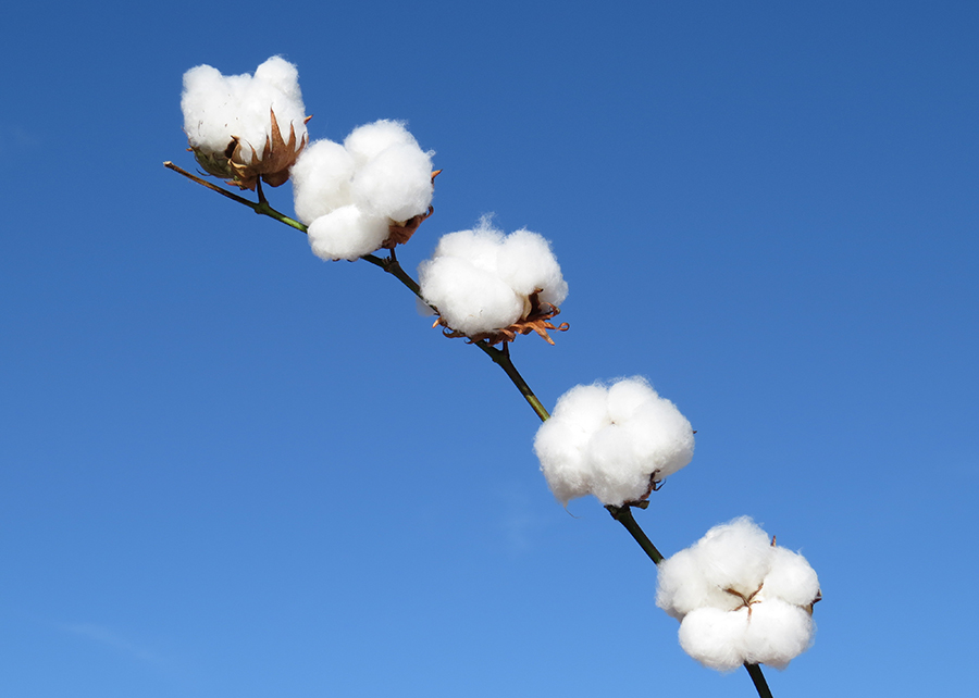 TECNOLOGIA: Inteligência artificial é usada para monitorar algodoeiro