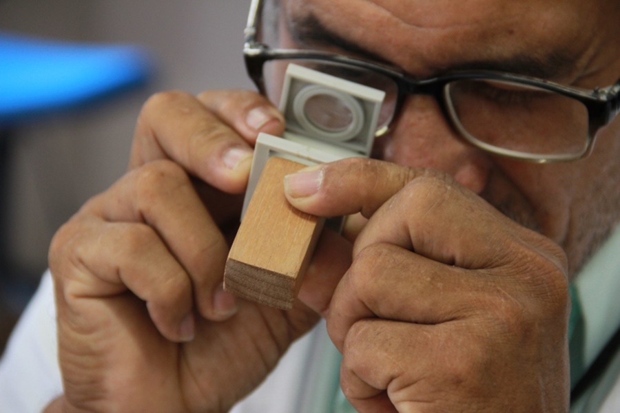 CONHECIMENTO: Embrapa orienta sobre a identificação de madeiras