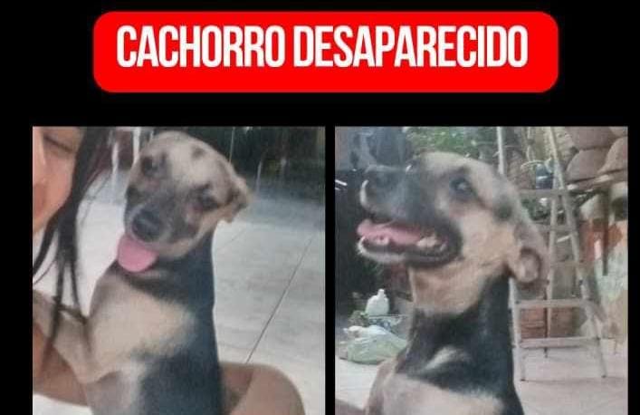 'NEGUINHO': Procura-se cachorrinho desaparecido na zona Leste
