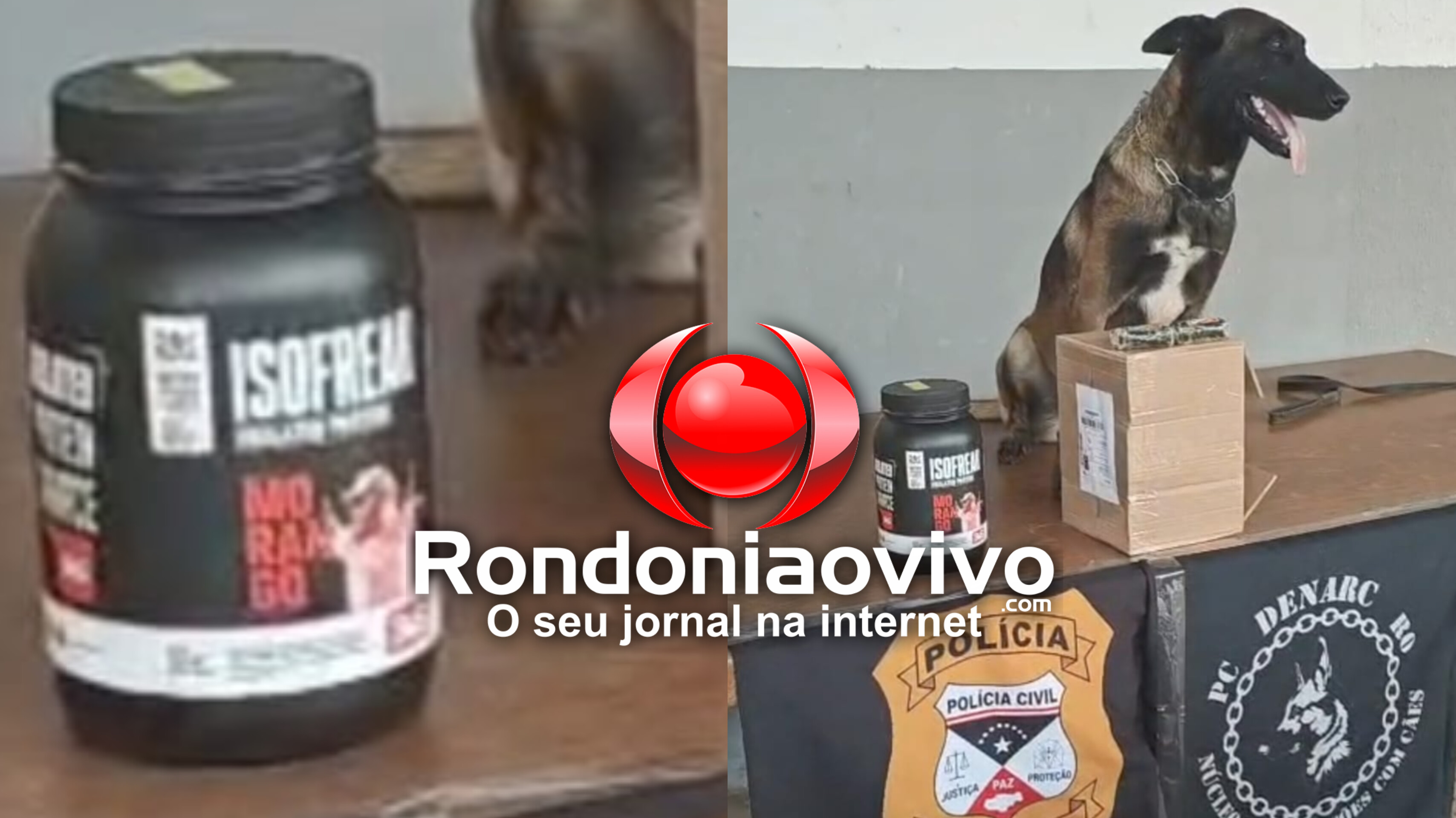 OPERAÇÃO: Cão farejador detecta haxixe escondido em pote de suplemento em transportadora 