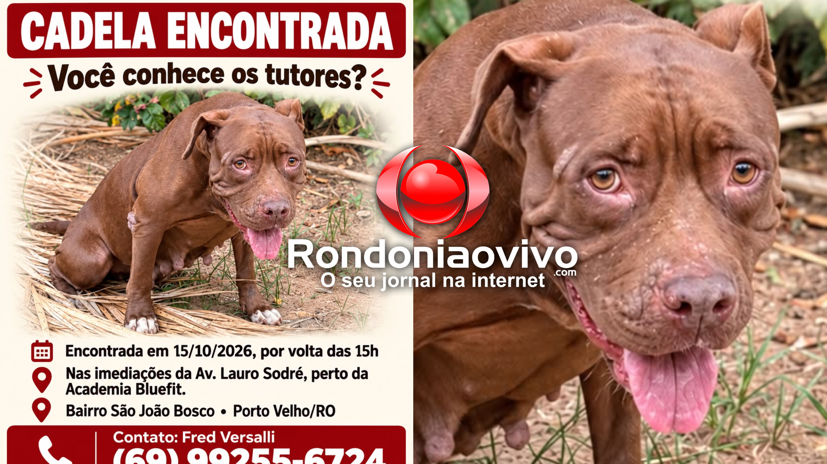UTILIDADE PÚBLICA: Procura-se tutores de cadela Pitbull encontrada na capital