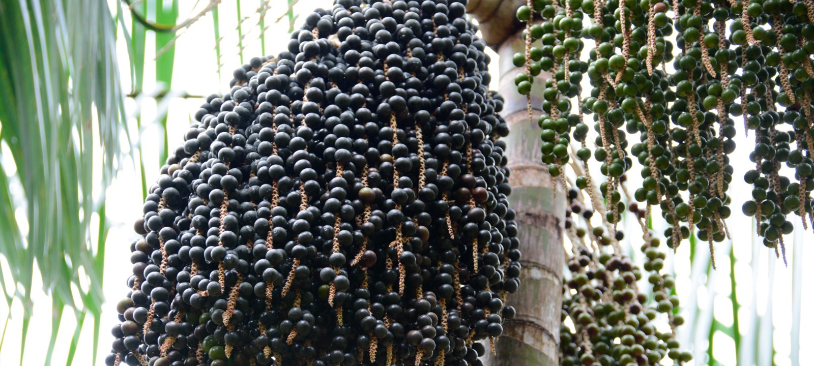 POTENTE: Açaí pode combater o colesterol, reduzir o estresse e controlar o diabetes