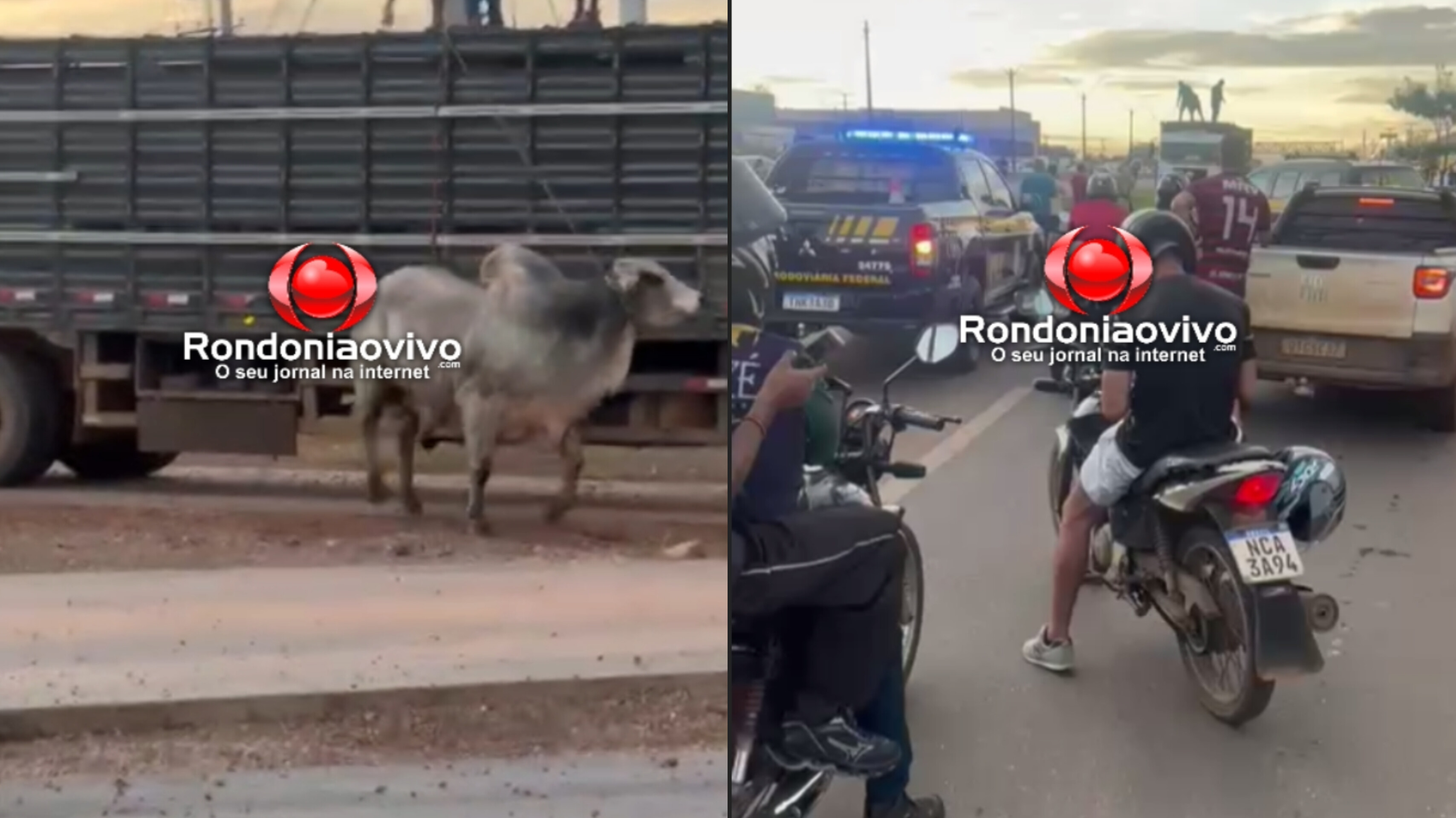 VÍDEO: Touro solto na BR-364 assusta motoristas bloqueia trânsito na BR-364