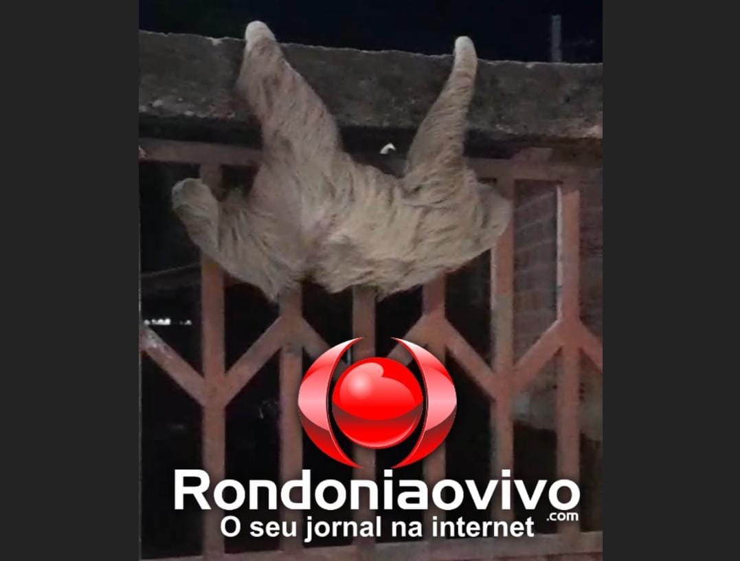 VÍDEO: Bicho-preguiça é flagrado escalando muro durante a madrugada na zona Leste