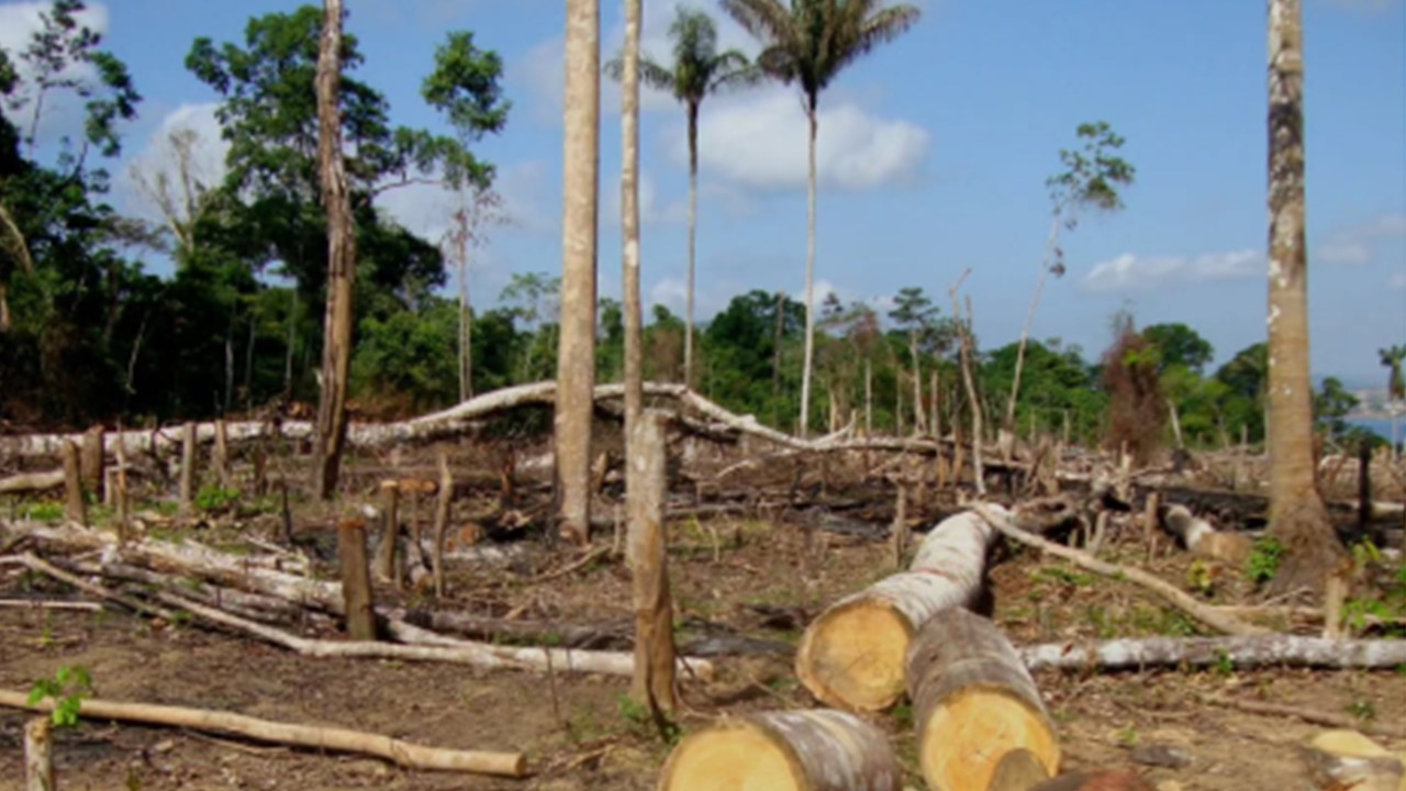  FLORESTA VIVA: BNDES anuncia R$ 7 bilhões para restaurar florestas no Brasil 