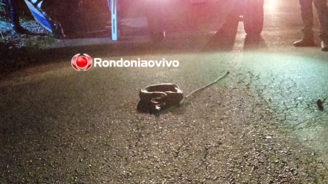 NO MEIO DA RUA: Cobra Jibóia é capturada pela Polícia Militar próxima ao Cemetron 