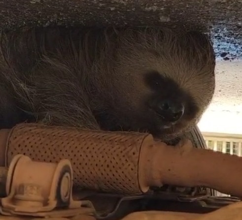 VEJA VÍDEO: Bombeiros resgatam bicho-preguiça em Porto Velho