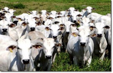 Ministério da Agricultura solicita inclusão de Rondônia na exportação de carne para a União Européia 