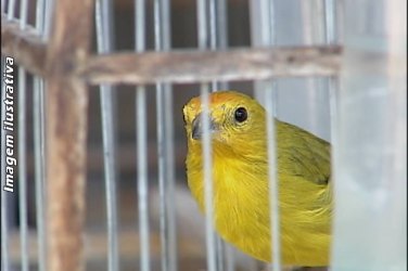 Sitiante é preso pelo BPA por manter pássaros em cativeiro.