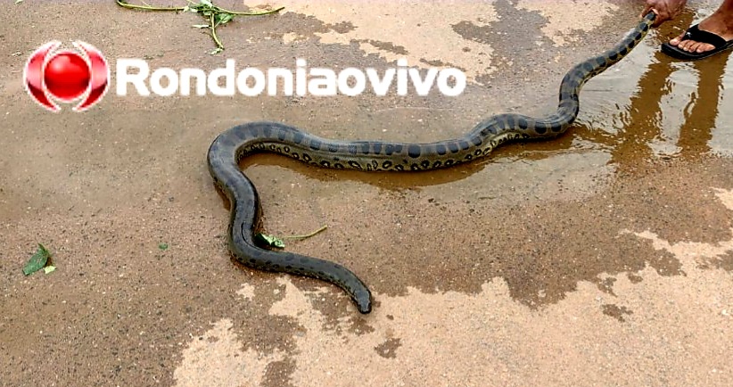 VÍDEO: Cobra sucuri é encontrada após sair de córrego na zona Leste