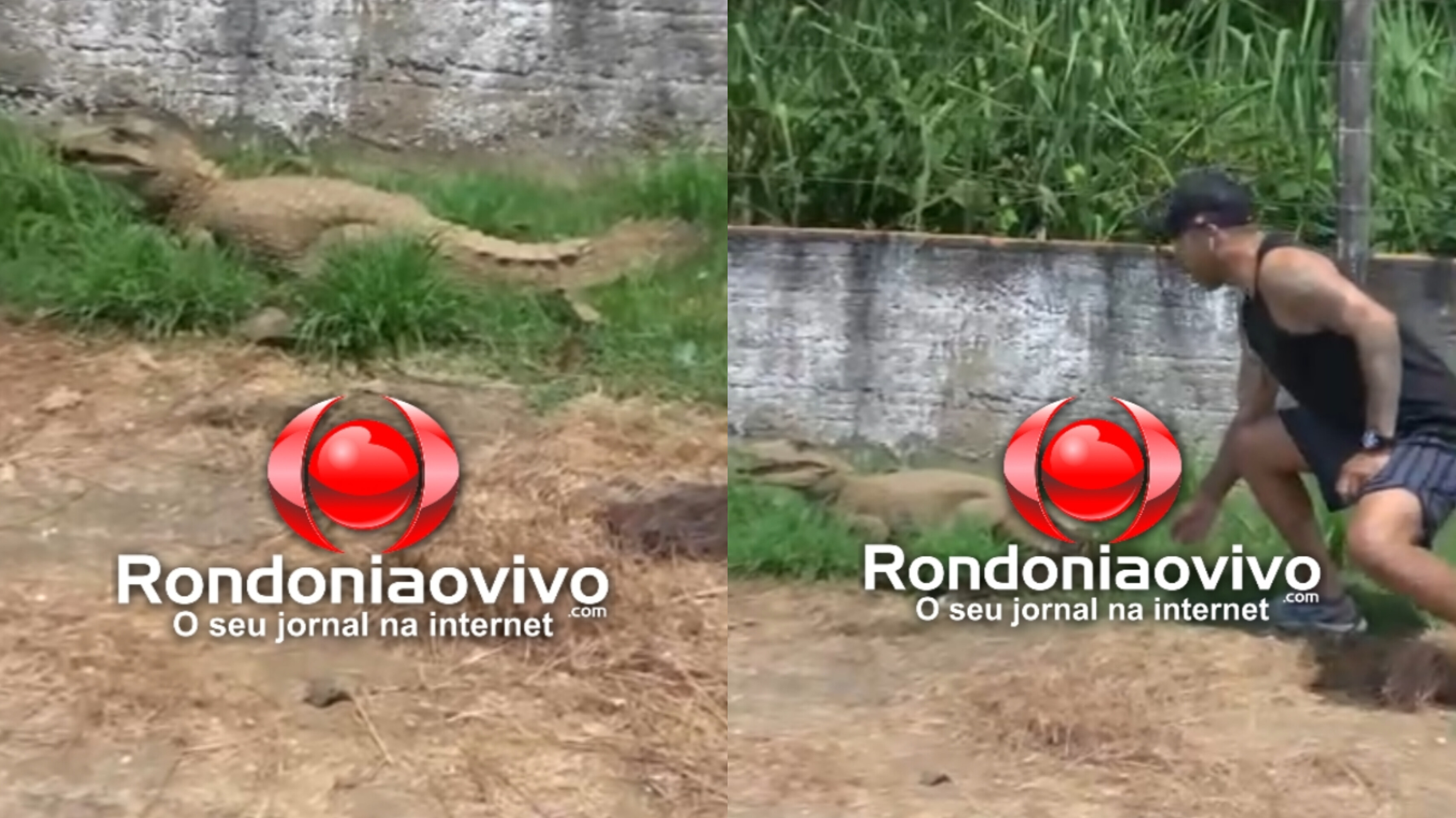 VÍDEO: Jacaré é encontrado no Espaço Alternativo em Porto Velho