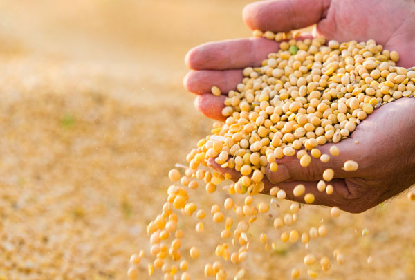 Comércio brasileiro de soja tem grandes oportunidades com disputa EUA x China