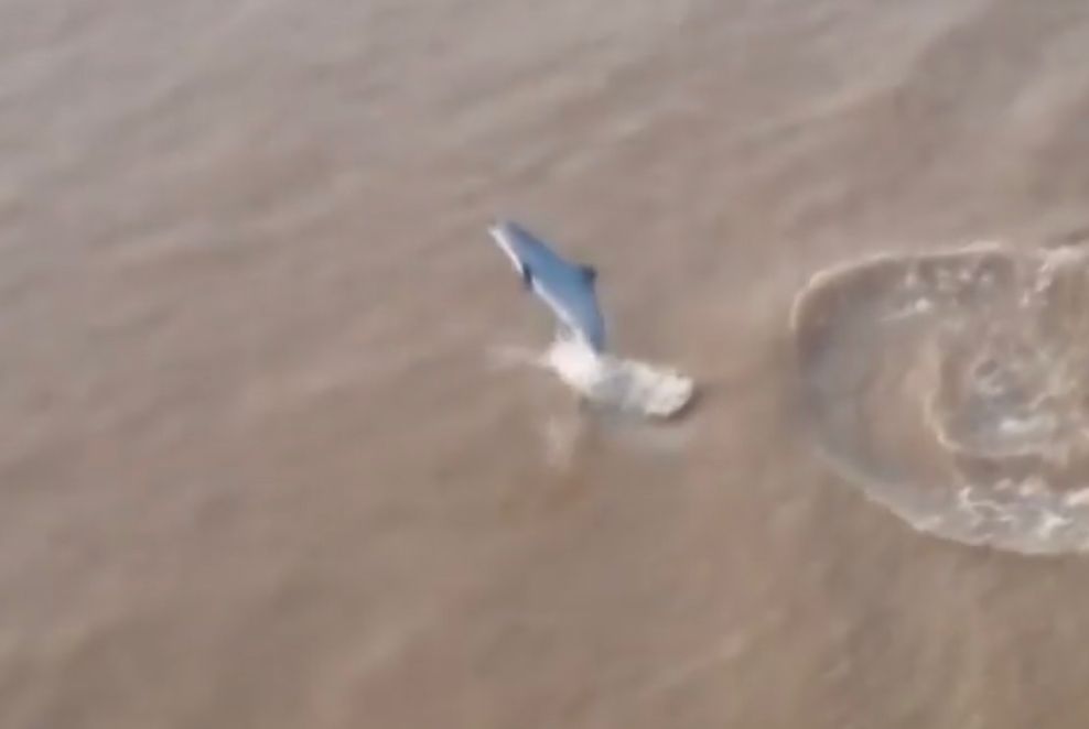 ASSISTA: Produtor filma show de boto no Rio Madeira em Porto Velho