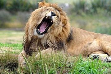 Leão mata mulher durante sexo com o namorado na selva