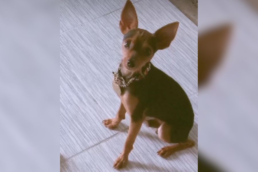 PROCURA-SE: Tutora pede ajuda para encontrar pinscher desaparecido na capital