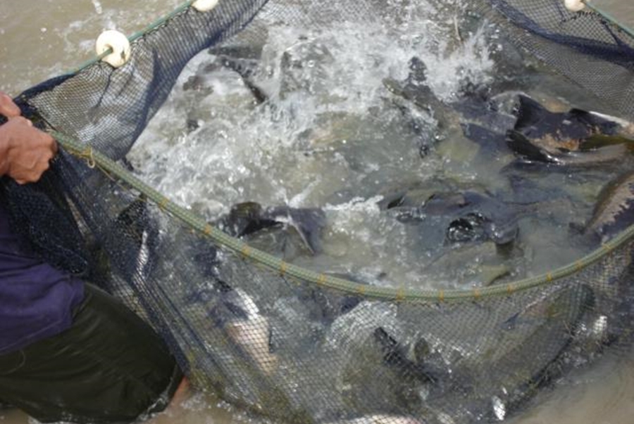 PISCICULTURA: RO lidera produção nacional de peixes de cultivo graças a ações do Governo