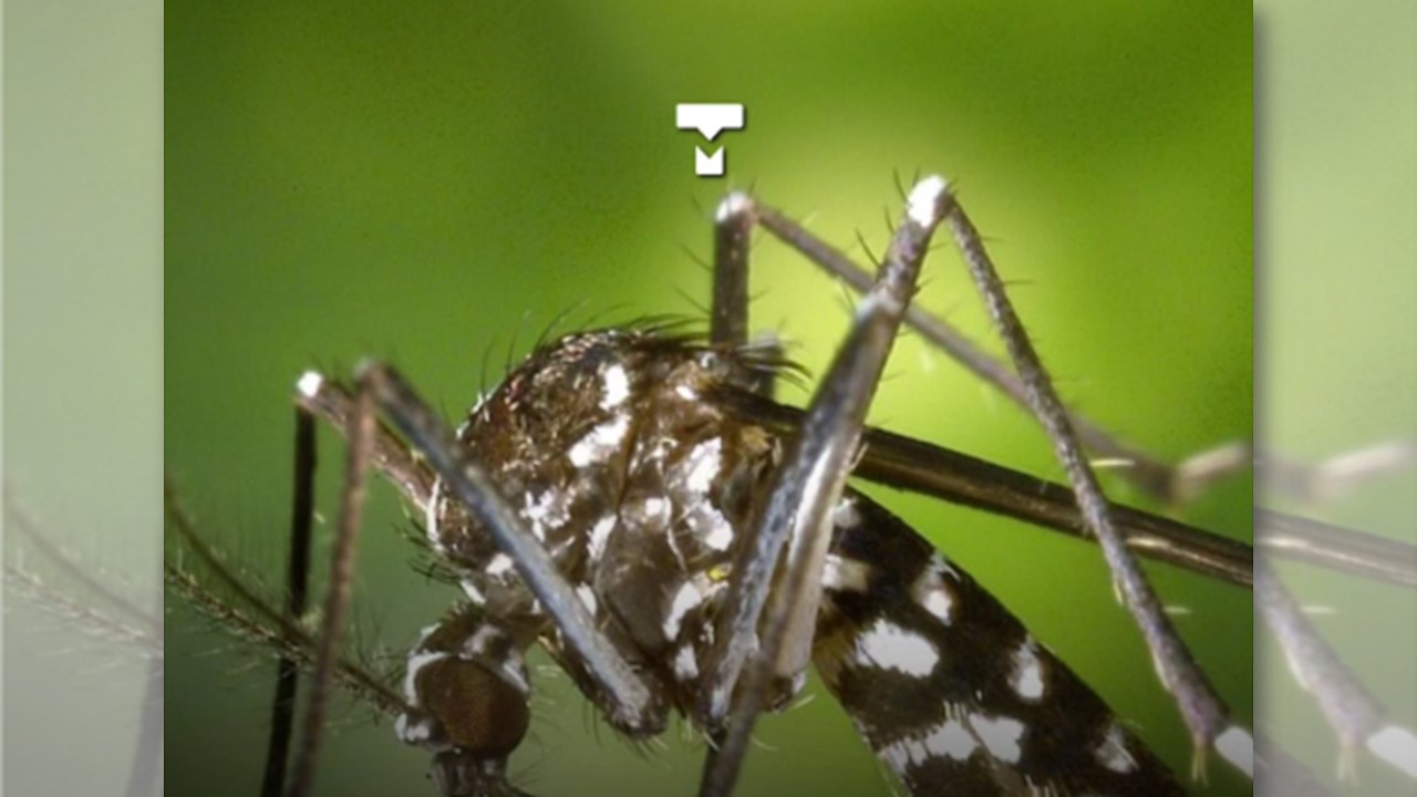 TUTZ, TUTZ: Picadas de Aedes aegypti reduzem com a presença de música eletrônica 