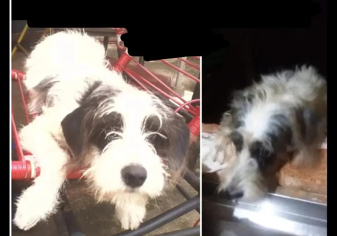 RECOMPENSA: Tutores procuram cachorra idosa no bairro Areal, em Porto Velho