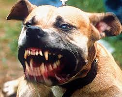 Criança de 10 anos é atacada por pit bull ao retornar da escola
