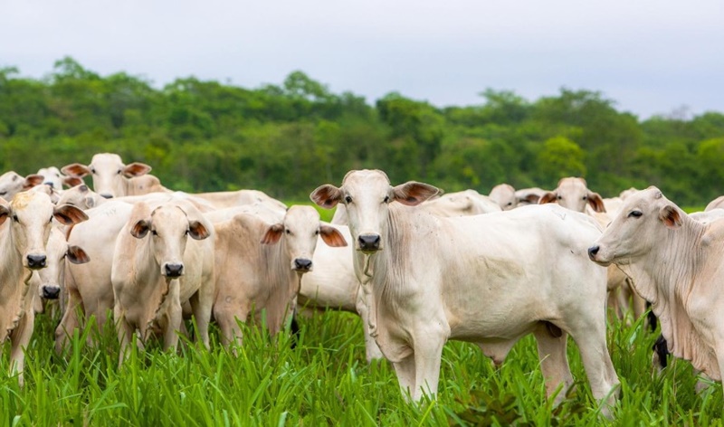 MAPEAMENTO: Confina Brasil 2022 tem início em 20 de junho e passará por Rondônia