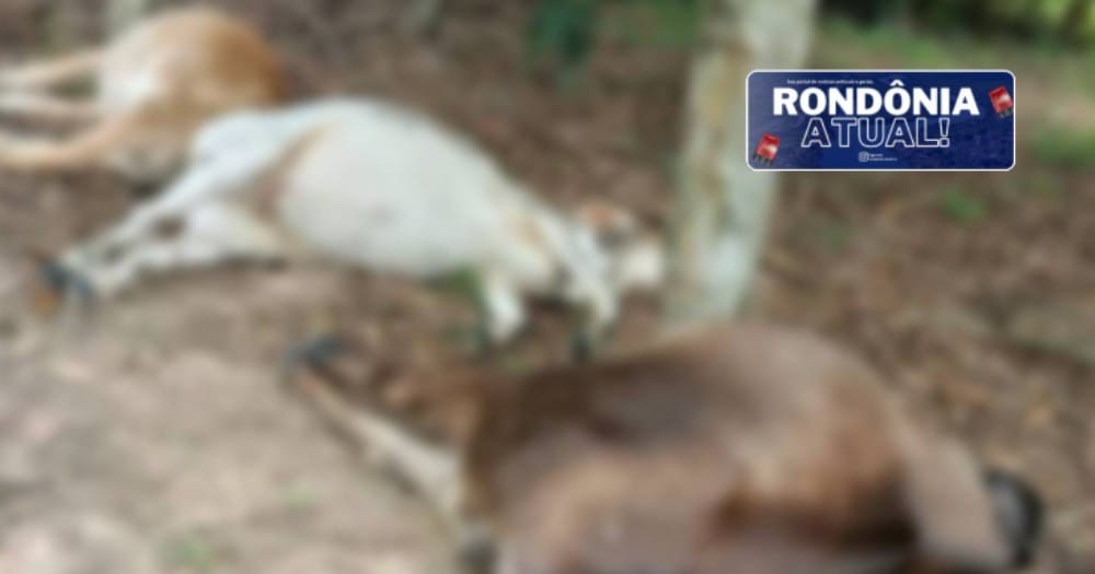EM RONDÔNIA: Queda de raio na zona rural mata animais
