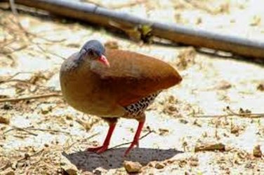 Ave tema de música caipira desaparece de RO 