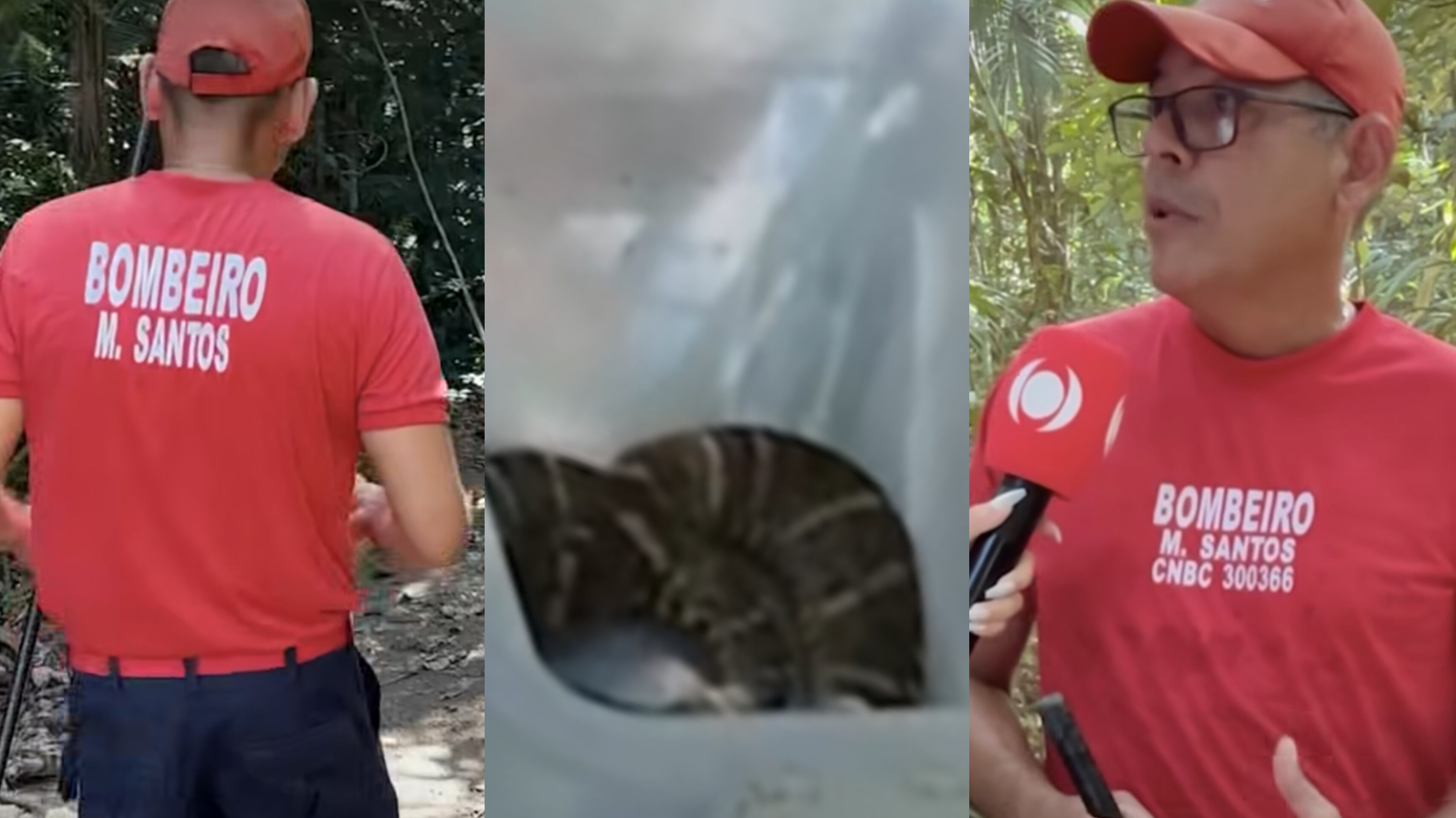 VÍDEO: Serpente capturada na fábrica da Coca-Cola é devolvida a natureza