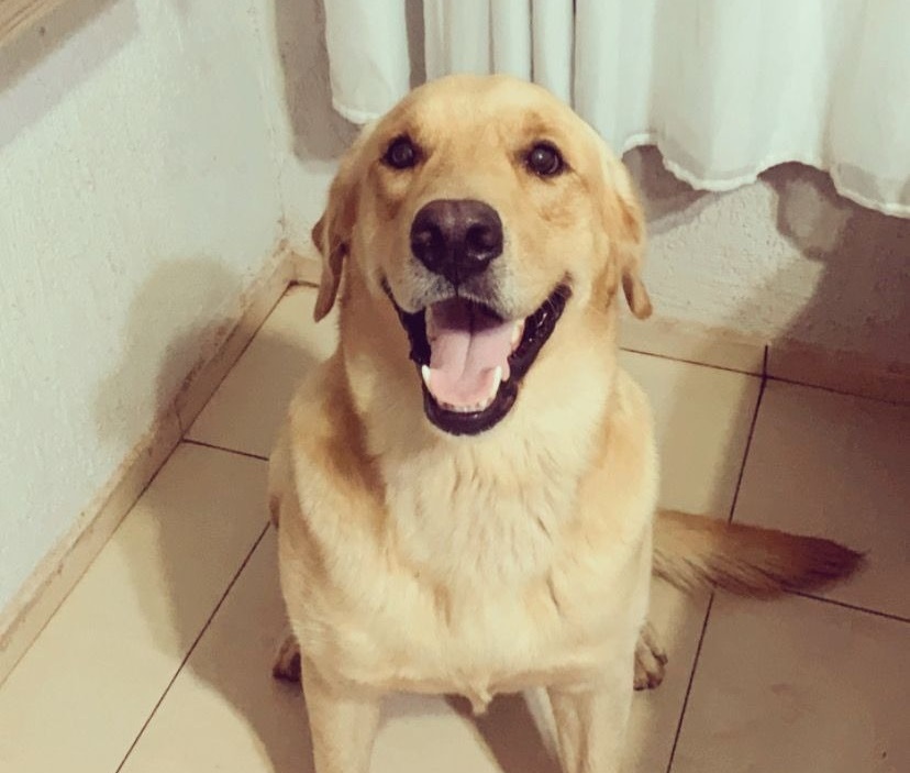 ODIN: Labrador está desaparecido e donos oferecem recompensa pela localização dele