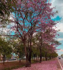 FILTRO DE CALOR: Rondônia tem uma das menores taxas de arborização do país