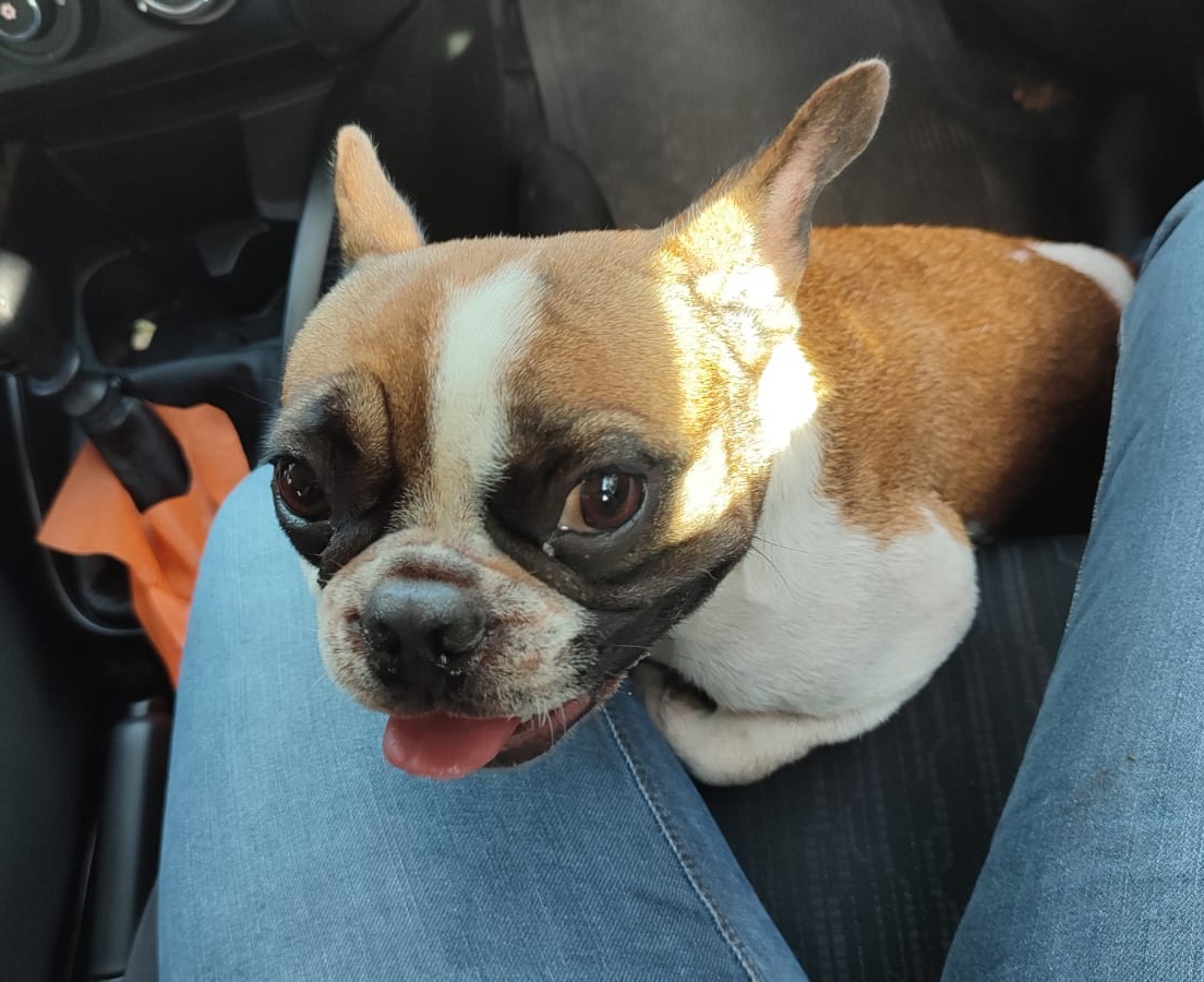  BOA AÇÃO: Jornalista Iule Vargas encontra cadela e quer devolver ao dono