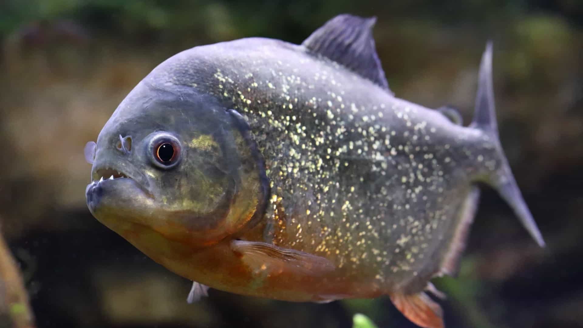 PERIGO: Quatro pessoas são encontradas mortas após ataque de piranhas