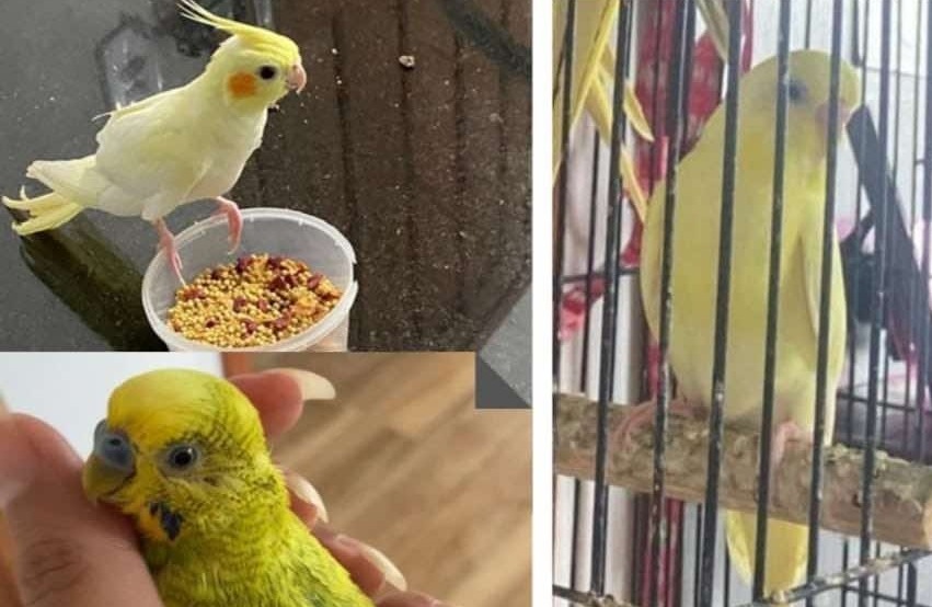 PIU PIU PIU: Tutora procura por passarinhos desaparecidos no bairro Cuniã