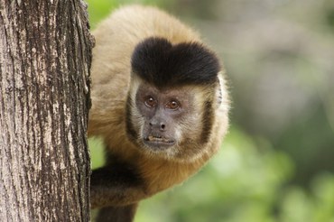 CRUELDADE: Macaco-prego morre após sofrer espancamento e ser jogado na rua