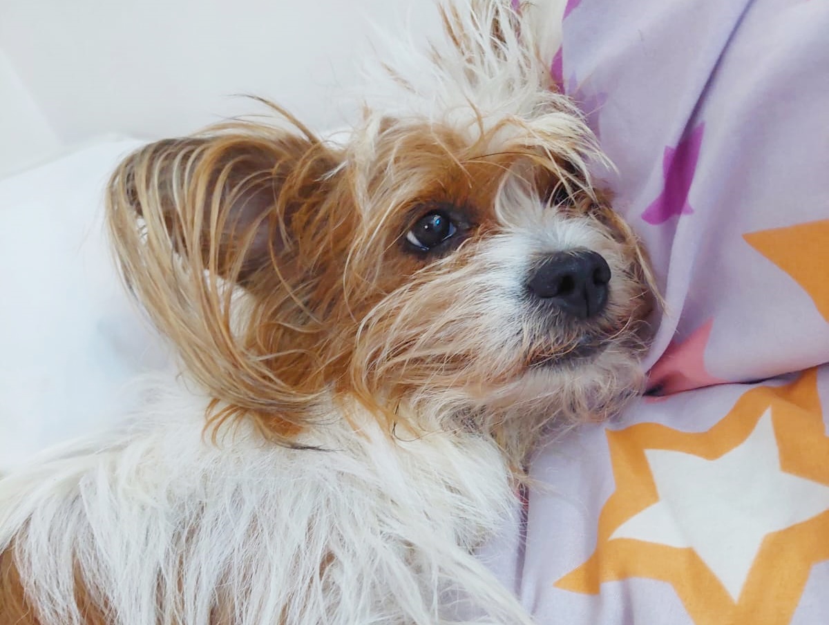 NA CAPITAL: Cadela Lindinha desaparece e família pede ajuda para encontrá-la 