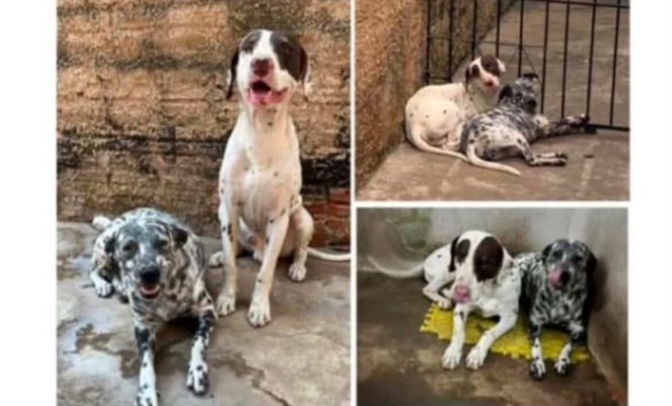 SNOOPY E PINTADA: Família busca por cães da raça Dálmata desaparecidos no bairro Aponiã
