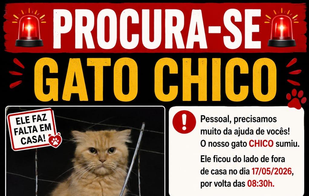 AJUDE: Família procura gato Persa desaparecido na zona Sul