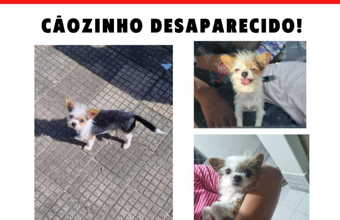 MILÃO: Paga-se recompensa para quem encontrar cachorrinho desaparecido 