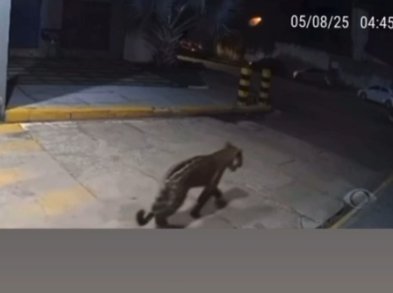 ONÇA FAMINTA: Grande felino apareceu nas proximidades de condomínio de luxo