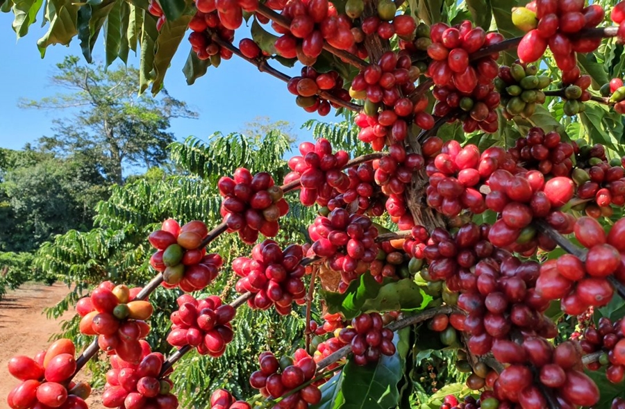ROTA DO CAFÉ: Atividade da cafeicultura movimenta Rota Turística do Café em RO