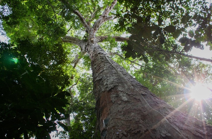 RENDA: Plano Amazônia + Sustentável traz ações para produção em RO