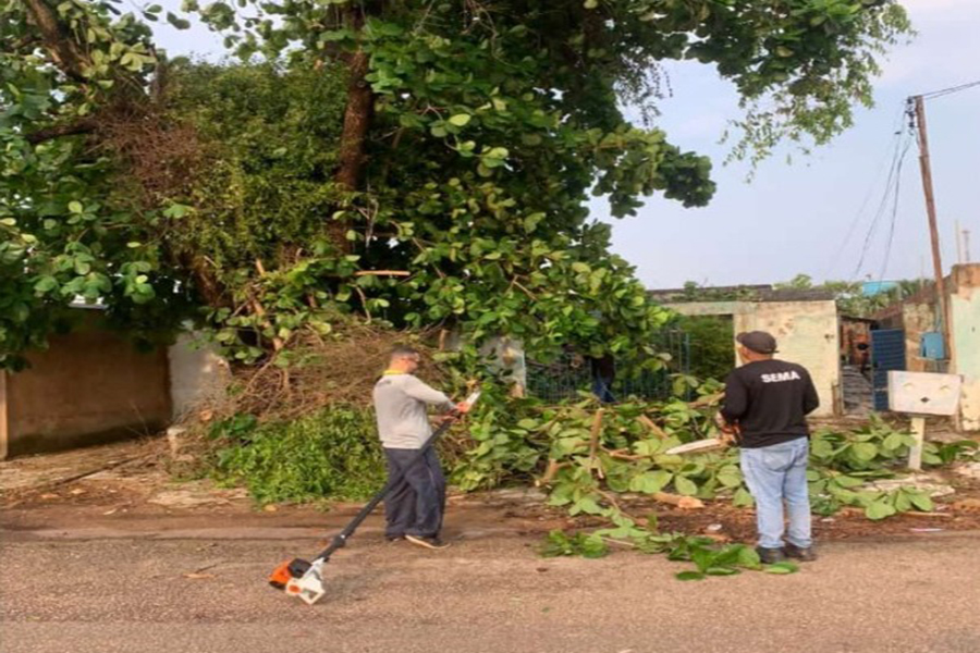 ALERTA: Equipes da Prefeitura atenderam sete chamados de quedas de árvores na quarta, 20
